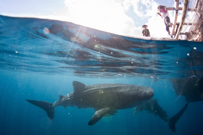 ©Nick Law Barefoot Yachts Whaleshark Fisherman looks out over whale sharks coming in to accept there reward of bait fish. The fish are offered as a thank you to the sharks for bringing good luck to the floating bamboo structures – the Bangans. The fisherman believe the sharks will help to bring the targeted bait fish in towards the bagans during the nights fishing ahead.