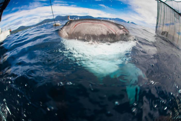 ©Diana Himmelspach Whaleshark surface Whale shark is a filter feeder, to eat they swim close to the water surface opening wide their huge chaps of 5 feet wide (1,5 m) and filtering everything from plankton to small fish.