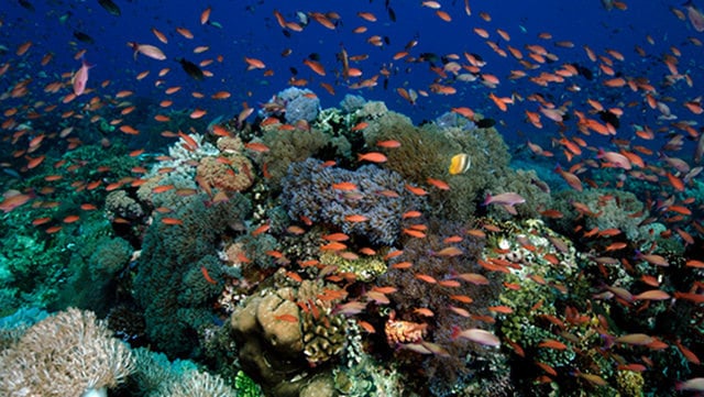 Tubbataha Reef in the Sulu Sea