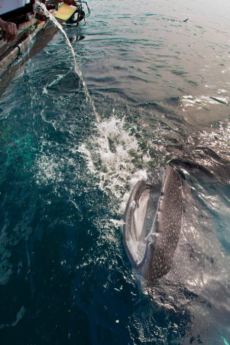 ©Diana Himmelspach West Papua’s fishermen consider whale sharks to be their omen that brings good fortune. They feed whale sharks with small baitfish of their nightly catch. Usually feeding mostly on plankton, the small baitfish are also one of the whale sharks favourites.