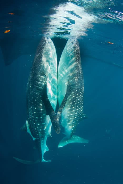 ©Diana Himmelspach Whale sharks are solitary animals living most of their lonesome lives solemnly cruising deep waters. They tend to occasionally gather for brief feeding together in abundant waters before they separate again. West Papua, however, is proud to be an all-year-round home of a settled population of whale sharks.
