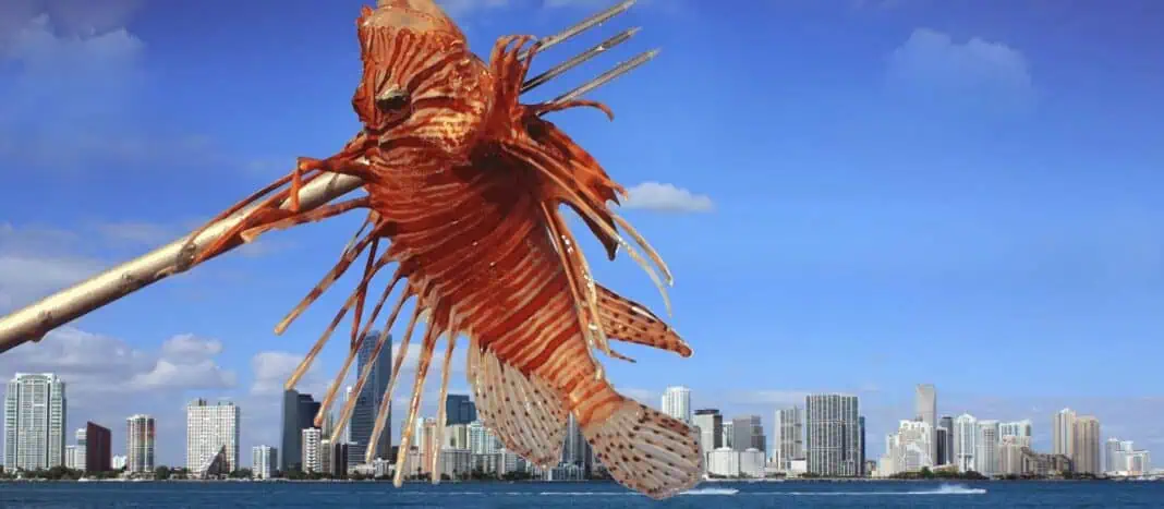 305 Lionfish Derby - Diver's Paradise