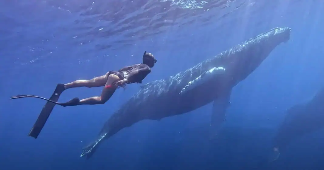 'unWRECKed: What the Ocean Taught Me' (Image via YouTube)