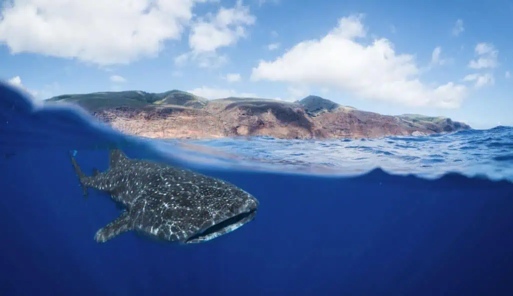 A whale shark off St Helena's coast. (Photo by Beth Taylor)