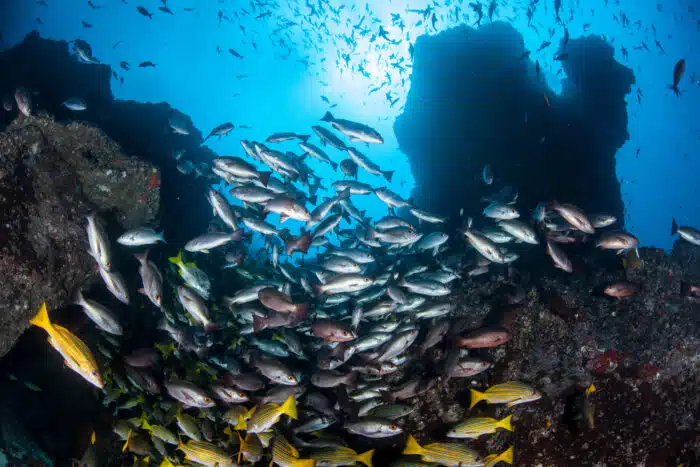 Fish Schooling at Cocos Island