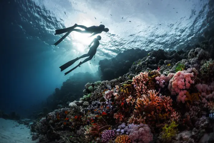 Two freedivers swimming underwater over vivid coral reef. Red Sea, Egypt