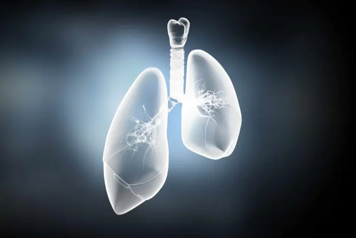 Human Lungs
