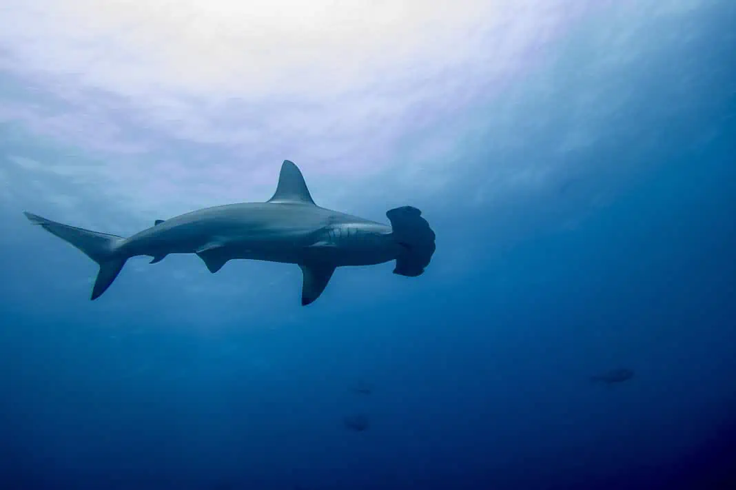 A hammerhead shark