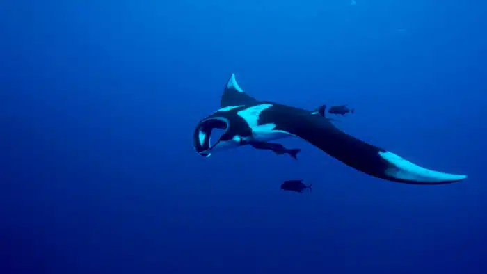 Giant Oceanic Manta Ray, while diving in Socorro - a must while on a Mexico Liveaboard