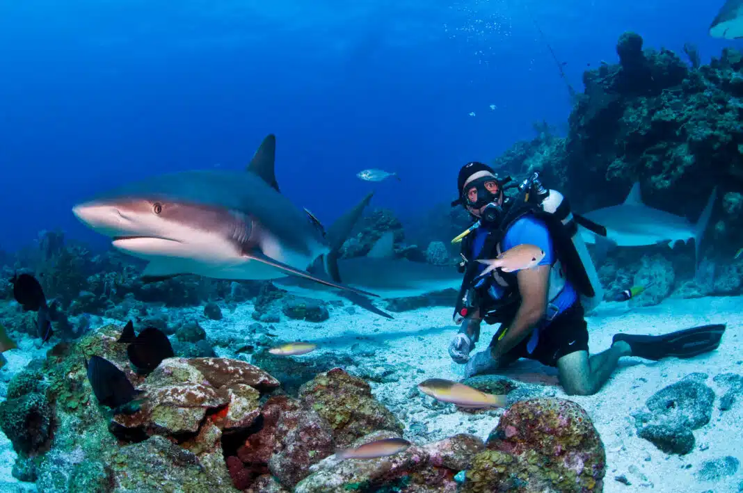 You often will see Caribbean Reef Sharks (Carcharhinus perezi) when in Roatan Scuba Diving