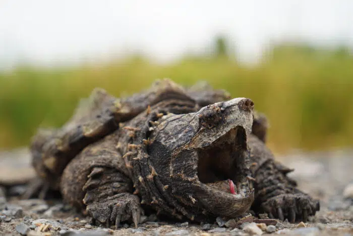 Texas Scuba Diving with the Alligator Snapping Turtle
