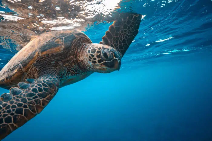 Scuba Diving in Oahu - Turtle Canyon