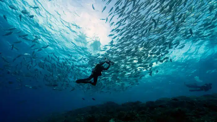 Bigeye Trevally School in Tubbataha while on a Philippines Liveaboard
