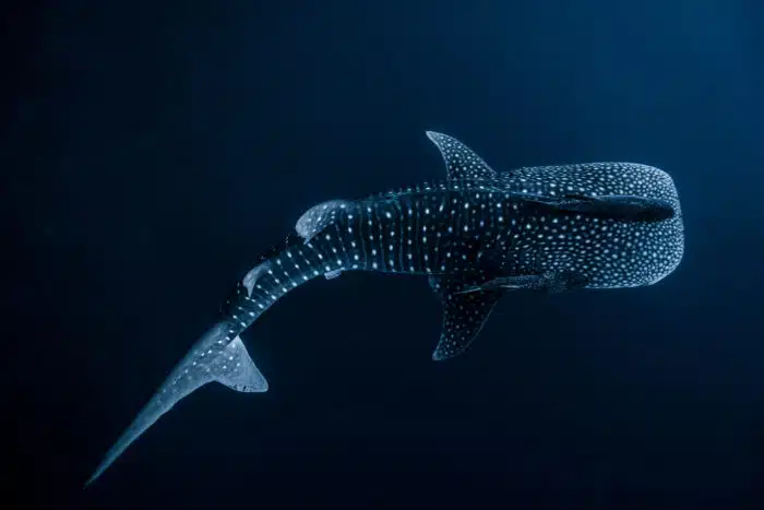At the right time of the year you can see Whale Sharks when on a Maldives Liveaboard