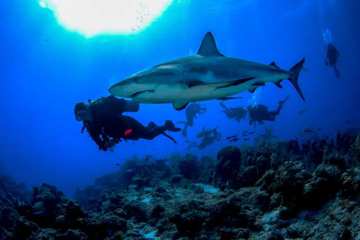Caribbean Reef Sharks are some of the wildlife you can see when in Turks and Caicos Scuba Diving