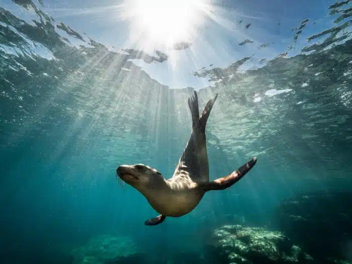 Sea Lions are a must at Los Islotes while on a Mexico Liveaboard