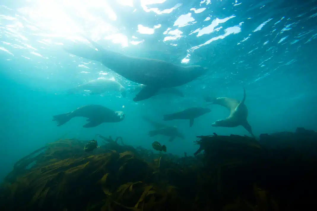 Seals are a common occurance in the kelp when Scuba Diving San Diego