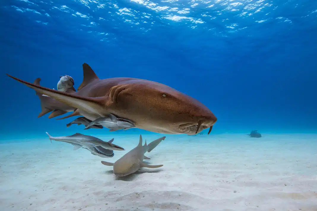 Nurse Sharks are a common occurance when Scuba Diving Punta Cana