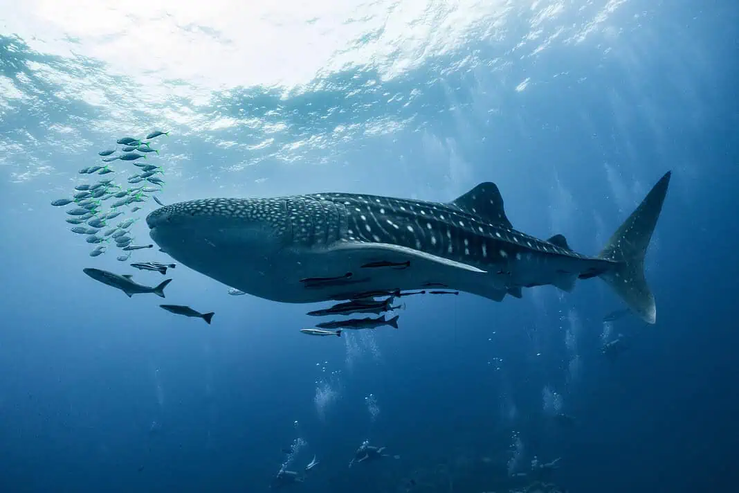 Giant Whale shark swimming underwater with scuba divers.