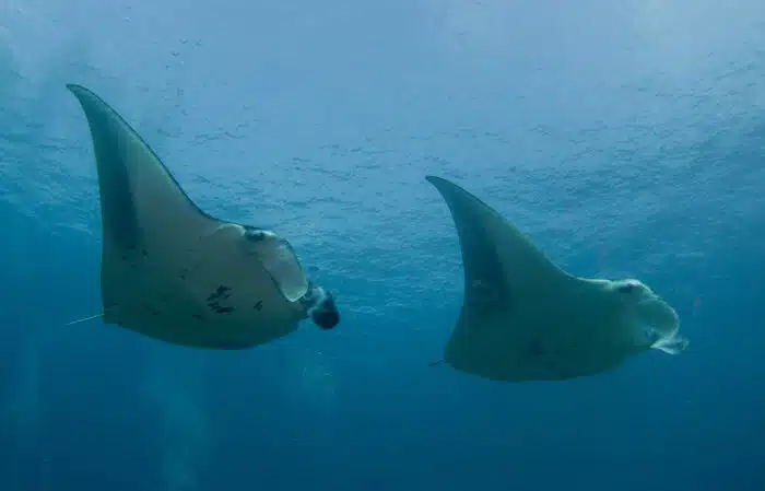 Manta Rays can be seen while on a Maldives Liveaboard