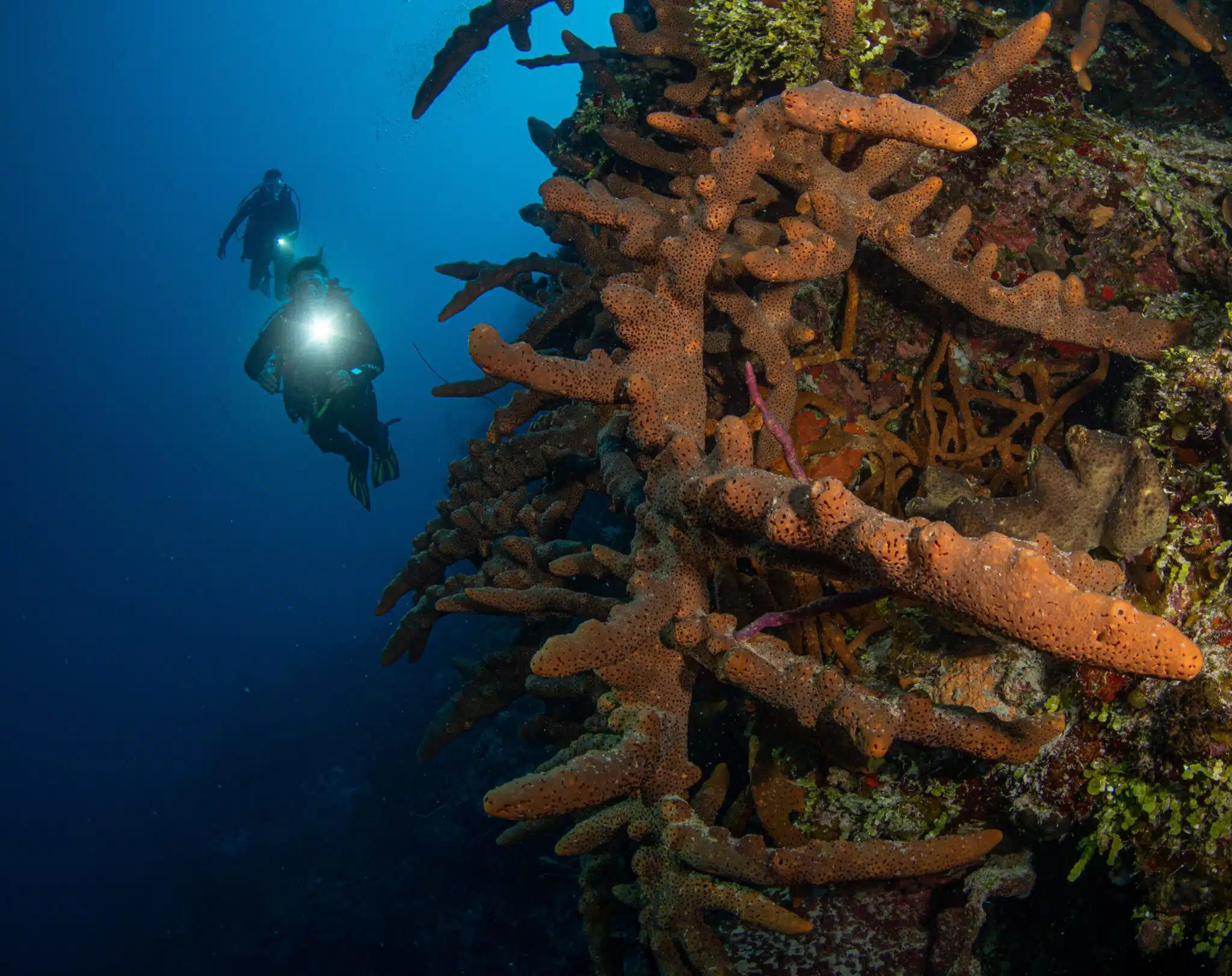You can explore the wall on the Elephant Ear divesite off West Caicos when Scuba Diving Turks and Caicos