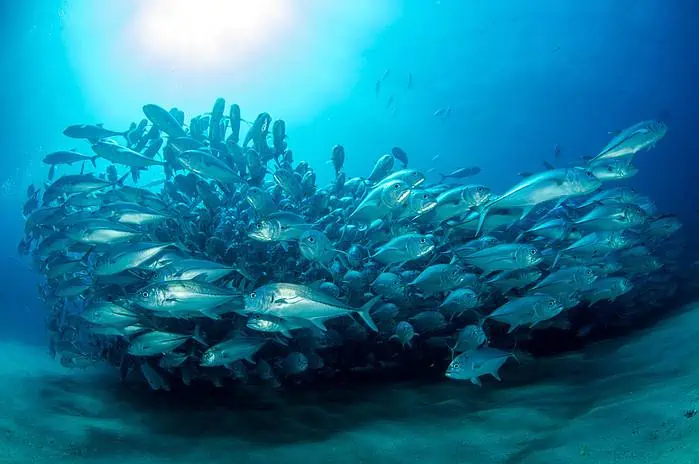 A Trevally Baitball