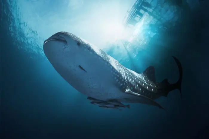Whale sharks make for amazing marine life encounters