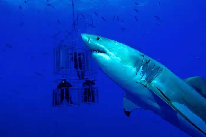 Great White Sharks while Mexico Liveaboard Diving in Guadalupe