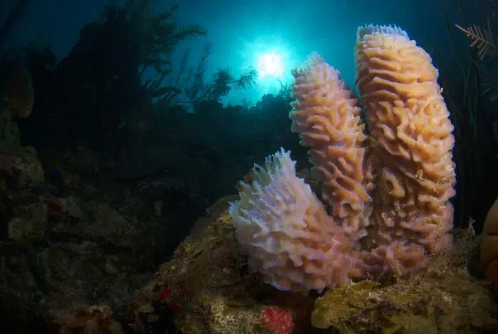 Coral Wall in Belize. Photo by Michele Westmorland, Scott Johnson and Aggressor Adventures
