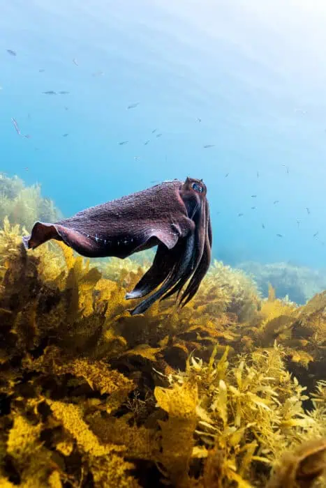 "Cuttlefish" by Benjamin Yavar.