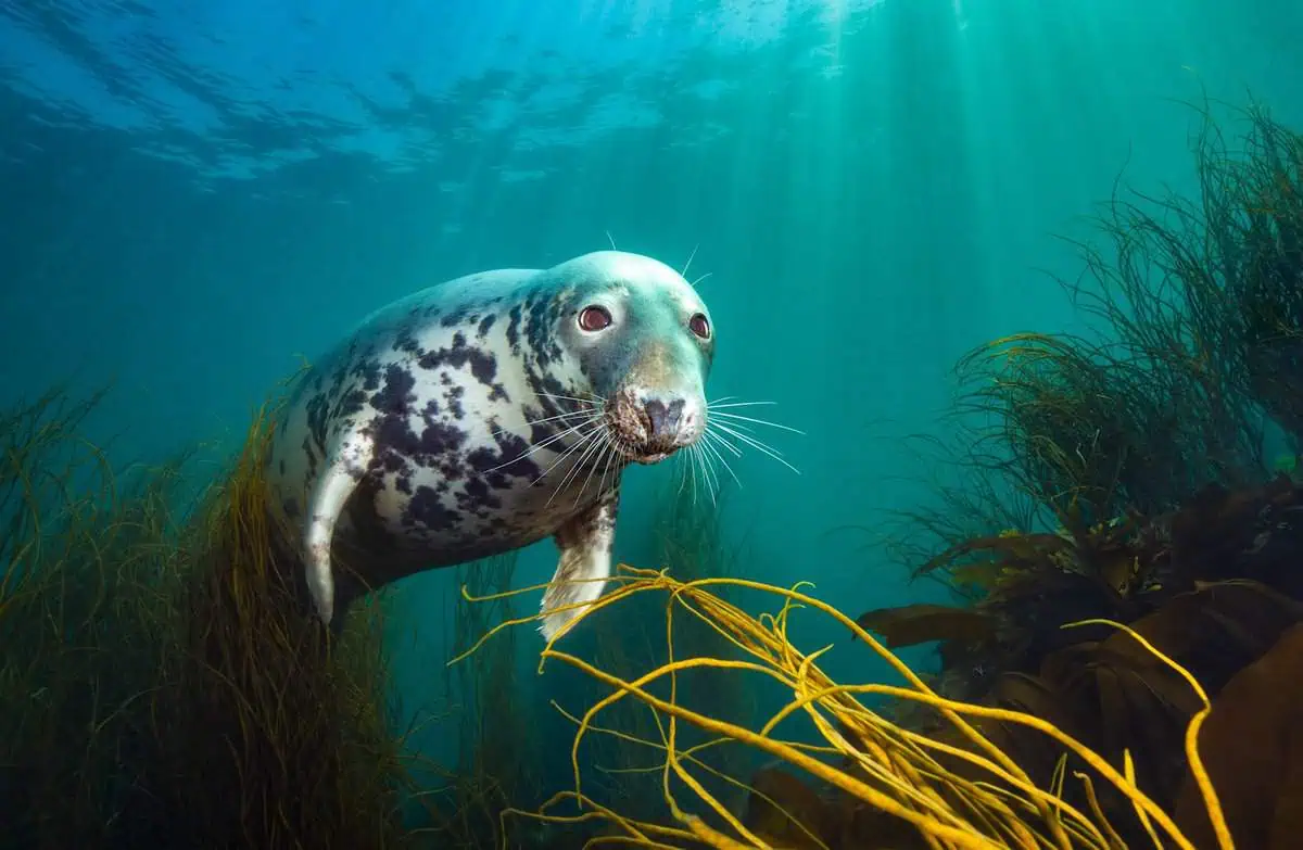 'The Curious Seal' ©David Alpert/UPY2025