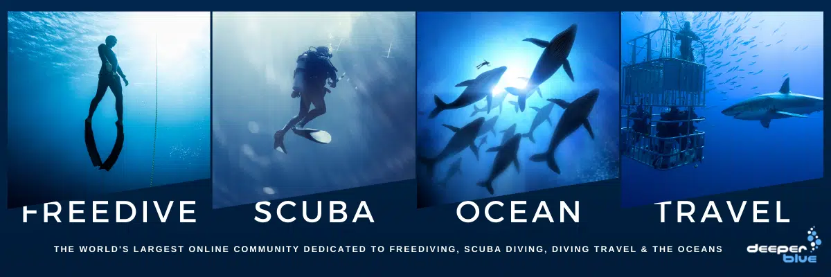 Dive deeper with the world's largest online community dedicated to Freediving, Scuba Diving, Ocean Advocacy, and Diving Travel. Join us as we explore our underwater planet!