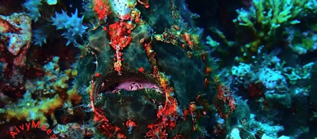 Dive Dauin Festival Underwater Photography Contest