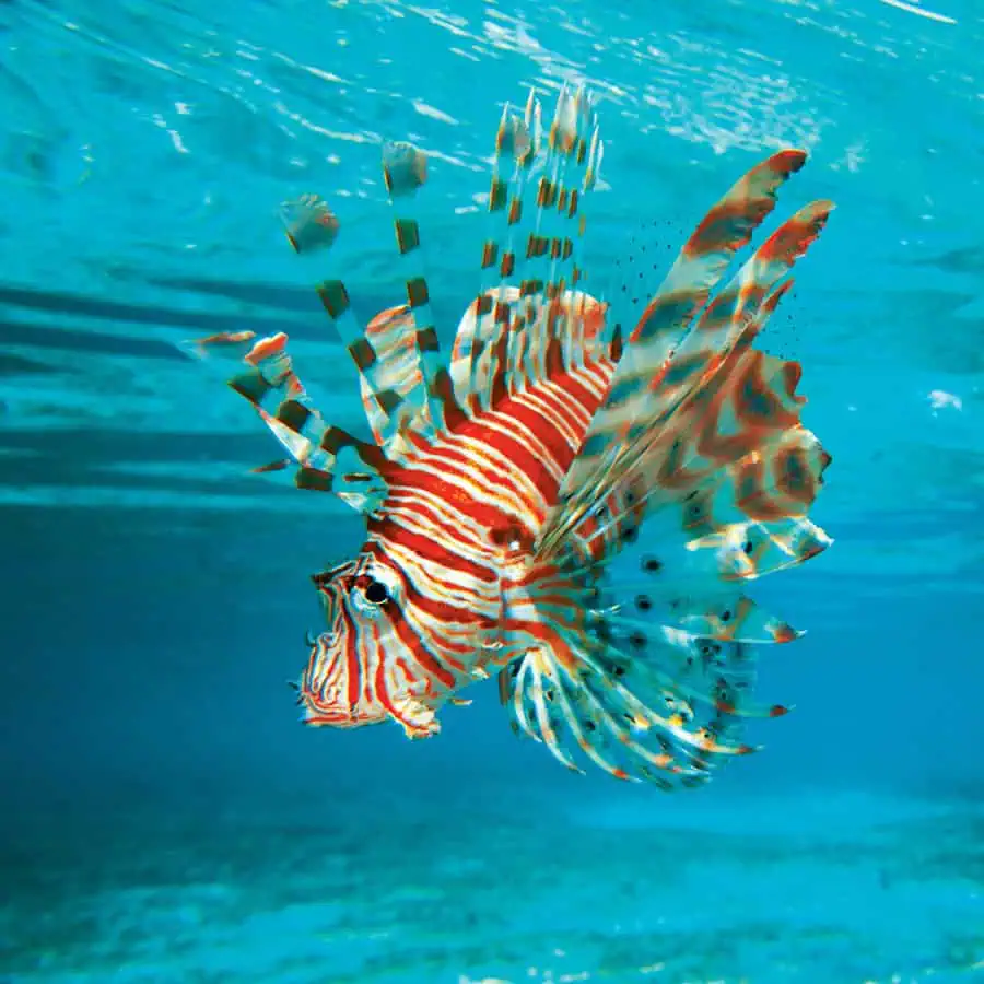 305 Lionfish Derby (Image credit: Divers Paradise)