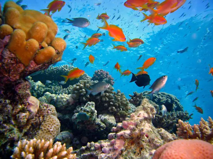 Reef Fish