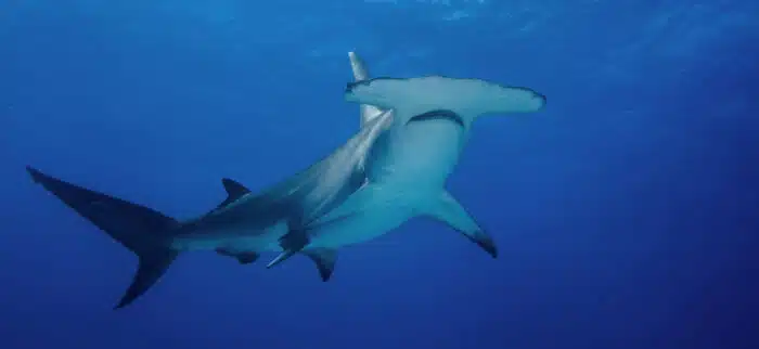 Hammerhead sharks can be seen when diving Egypt Liveaboards
