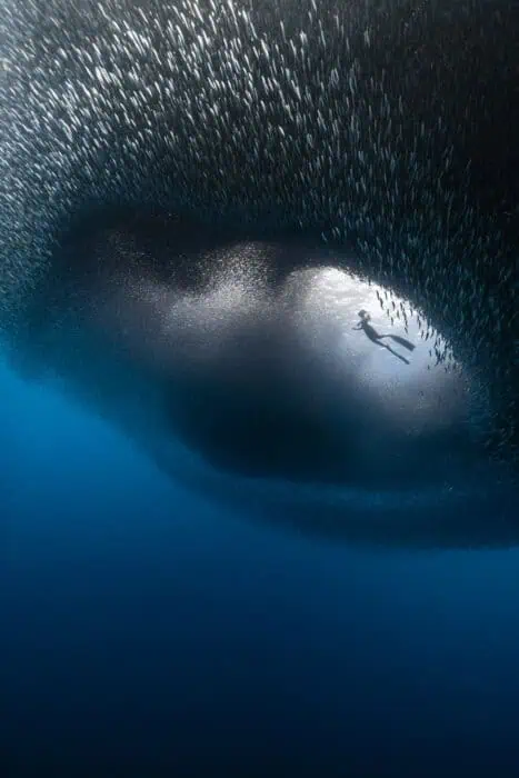 Benjamin Yavar's award-winning photo won him the title of IPA's 2024 Nature Photographer of the Year.