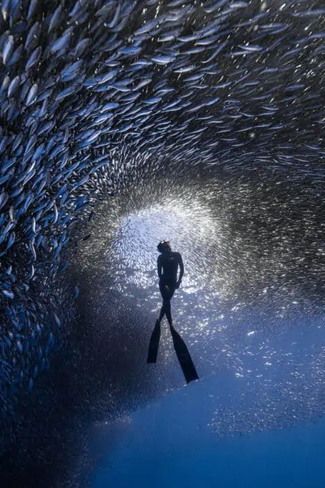A freediver engulfed by sardines. Photo by Benjamin Yavar.