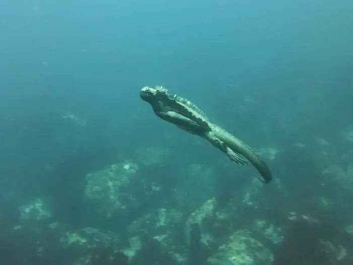 Marine Iguana, Galapagos
