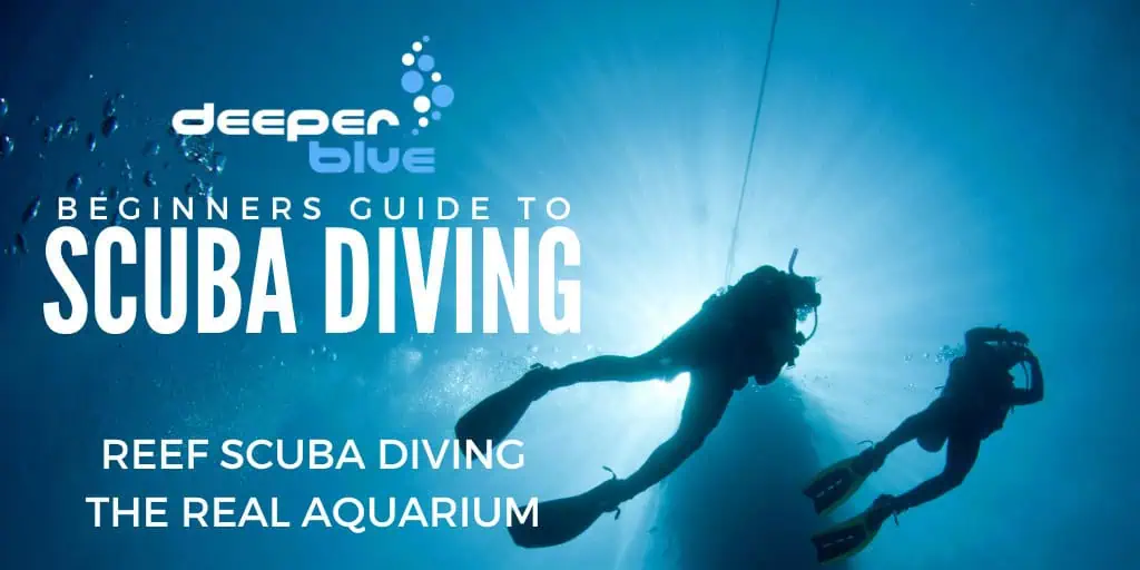 Reef Diving, the Real Aquarium