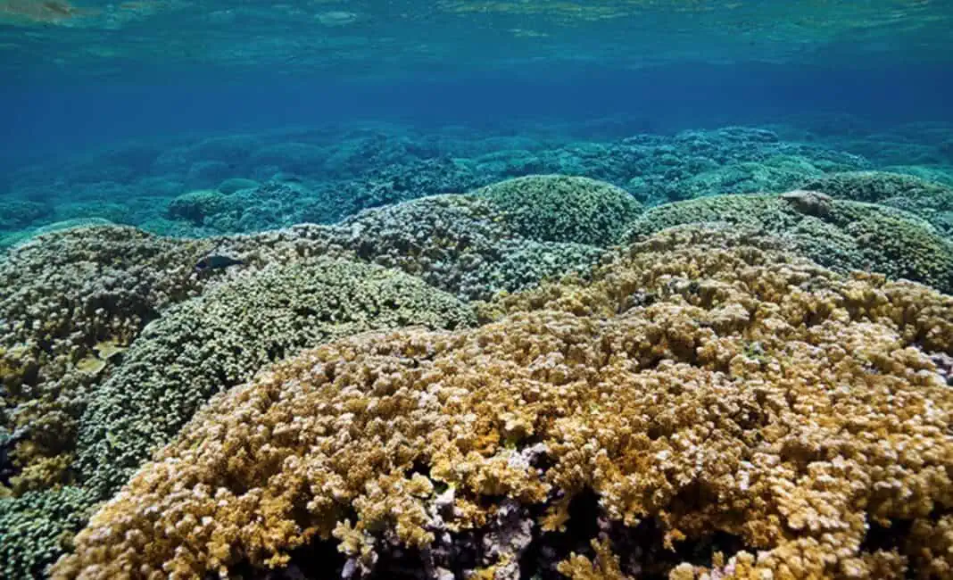 Could A New Gel Boost Coral Reef Restoration? (Image credit: Chris Wall/Scripps Institution of Oceanography)