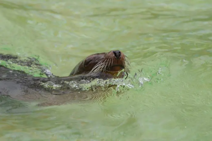Sea Lion, Galapagos