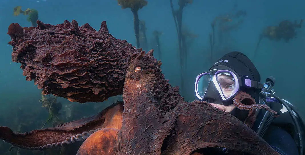 Secrets of the Octopus (Image by Maxwel Hohn/National Geographic)