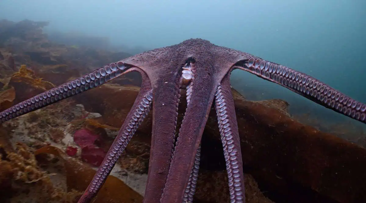 Secrets of the Octopus (Image by Maxwel Hohn/National Geographic)