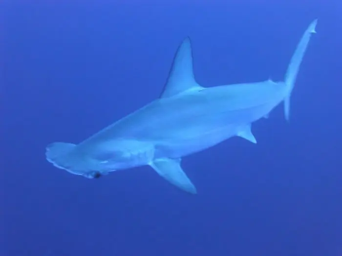 Hammerhead Shark, Galapagos