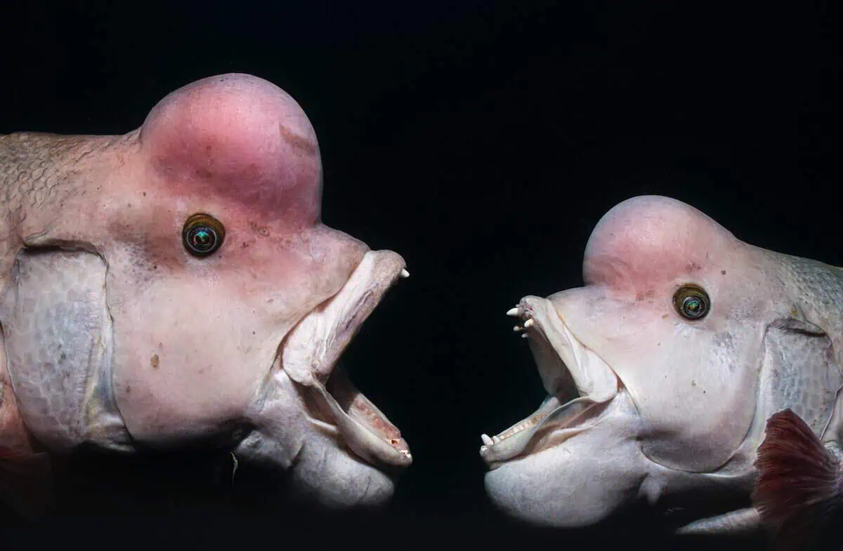 'Face Off' ©Shunsuke Nakano/UPY2025