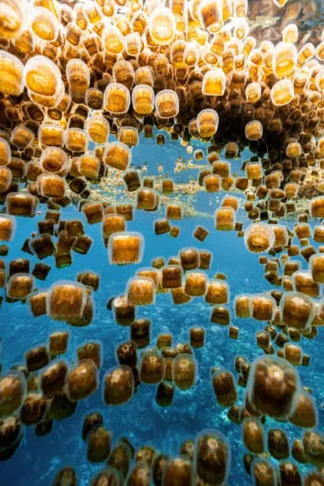 "Thimble jellyfish" by Benjamin Yavar.