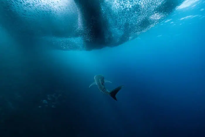 "Whaleshark" by Benjamin Yavar.
