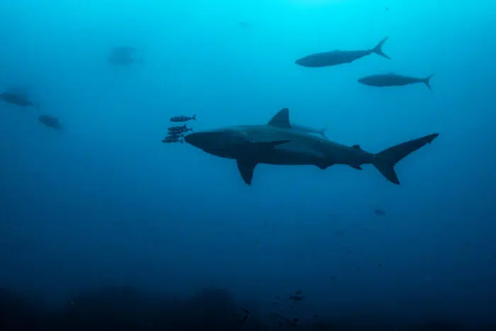 Wolf Island Galapagos Shark Drive-By. Photo By Mark B. Hatter