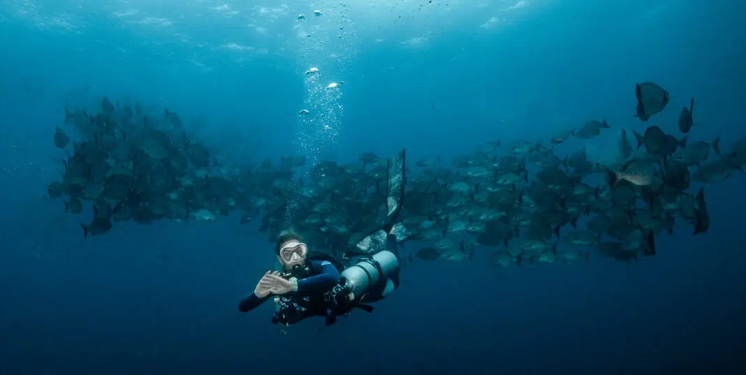 Wolf Island Landslide Reef Fish School and Diver. Photo By Mark B. Hatter